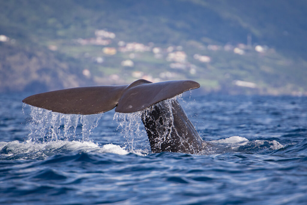 Whale watching - Espaço Talassa
