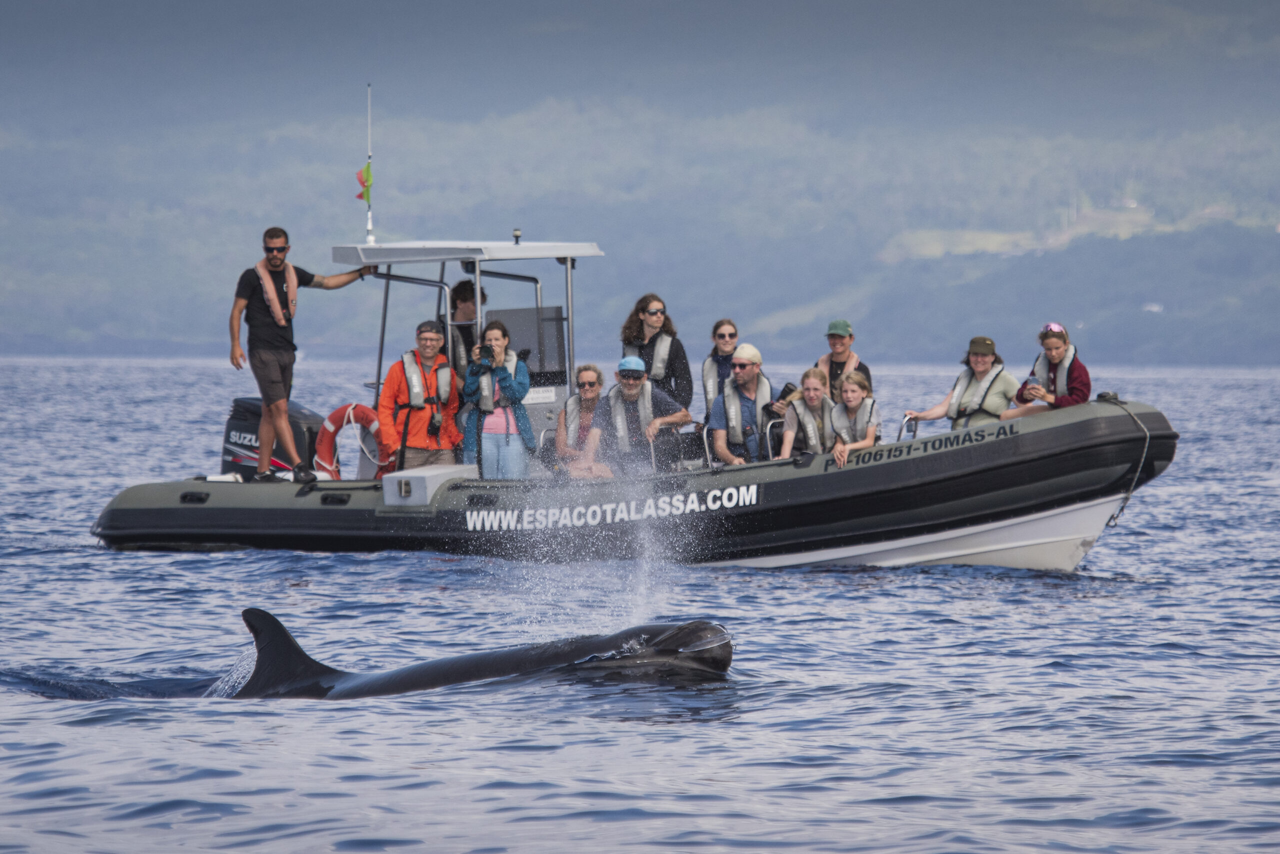 Espaço Talassa whale-watching boat observing a false killer whale in Pico waters