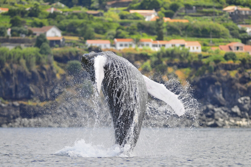Humpback whale breaching off the coast of Pico, Azores, with volcanic cliffs and houses visible on shore