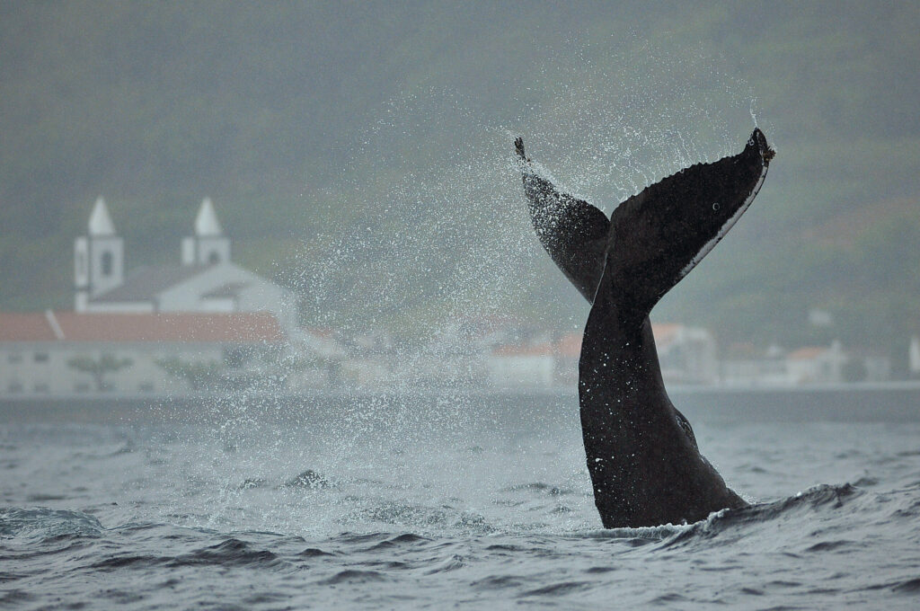 Humpback whale breaching with white church and coastal buildings visible in background in Pico, Azores