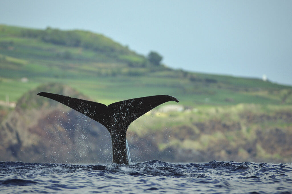 Sperm whale fluking with volcanic coastline of Pico in background