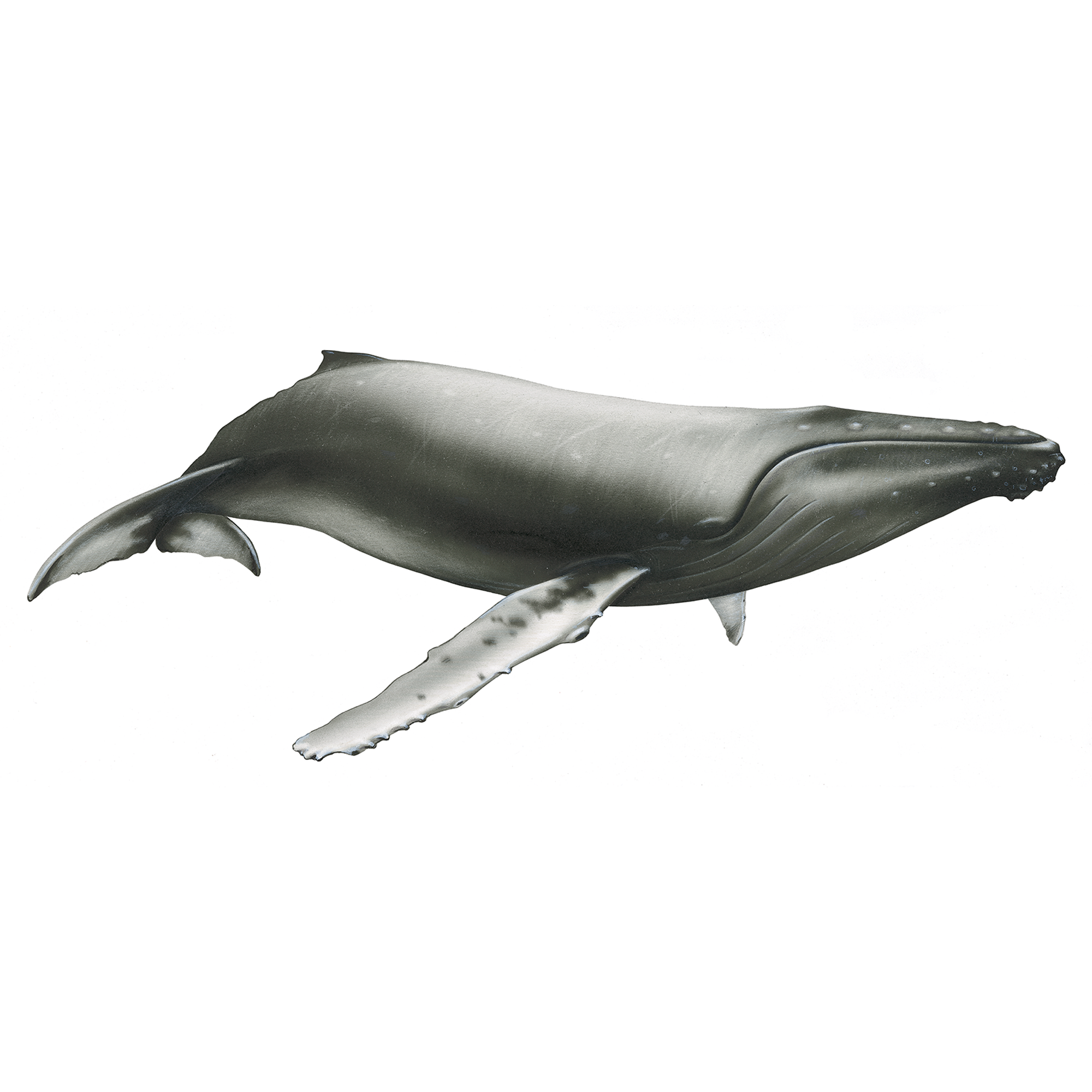 Humpback whale - Espaço Talassa