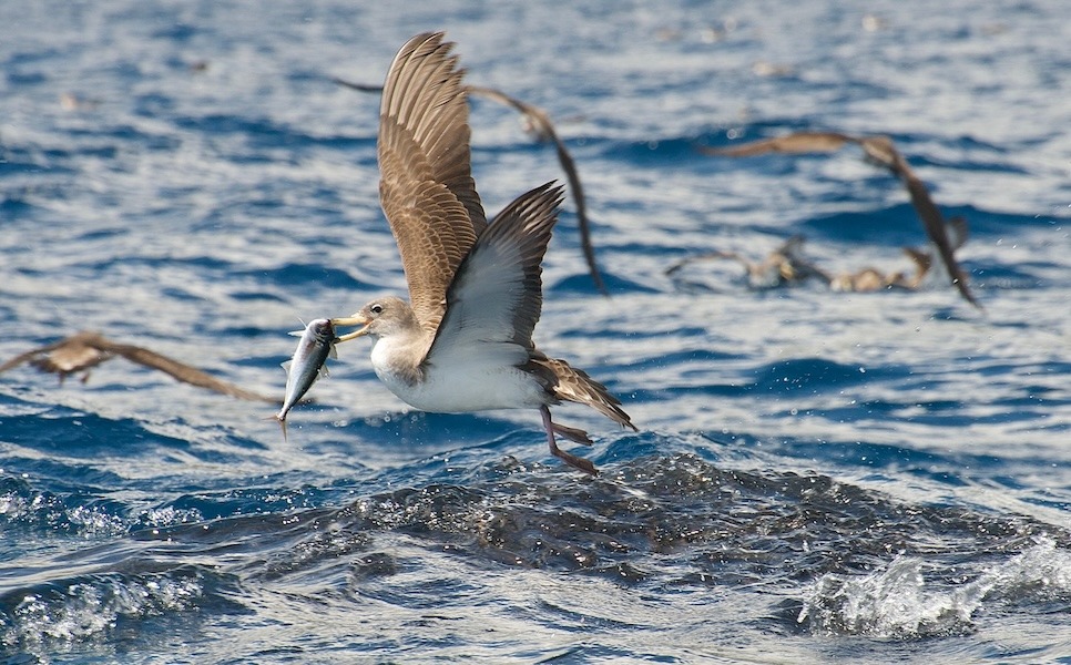 Marine Birds