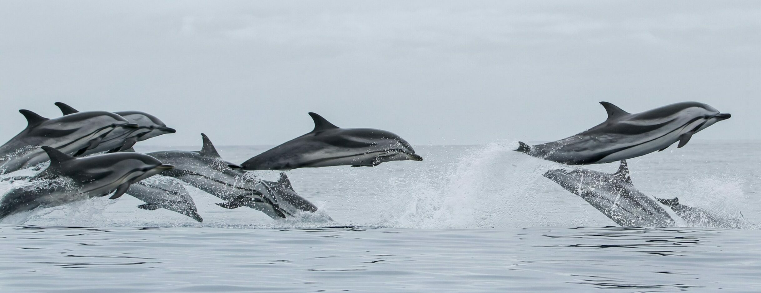 Photo-Identification