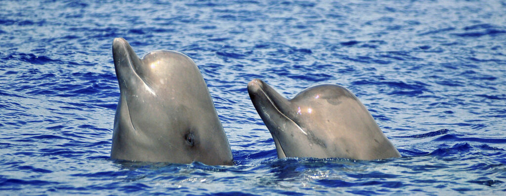Two sperm whales with heads above water surface in deep blue ocean