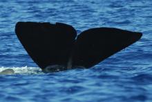 Physeter macrocephalus