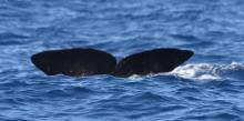 Physeter macrocephalus